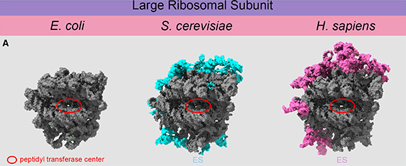 Click figure to enlarge